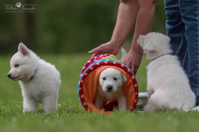 Fotoshooting A-Wurf